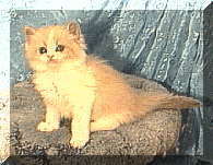 blueminkwhite.gif (28774 bytes)