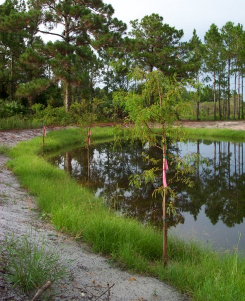 8-10-03cypress trees.jpg (109322 bytes)