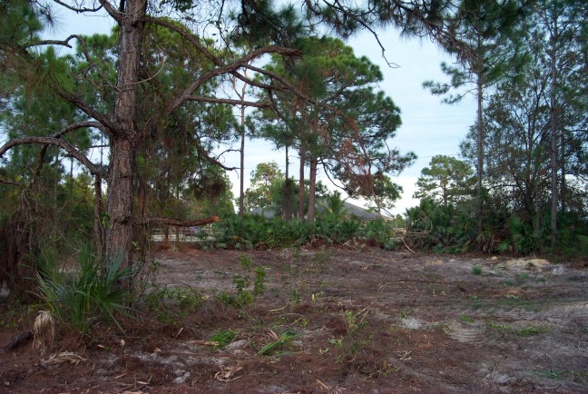 cleared lot barn area.jpg (126481 bytes)