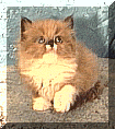 peepers.gif (12660 bytes)