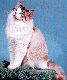 puc2.gif (81538 bytes)
